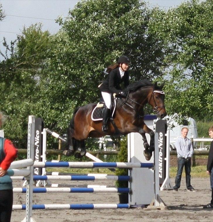 Dansk Varmblod CAPRIOLO (SOLGT TIL USA) billede 19