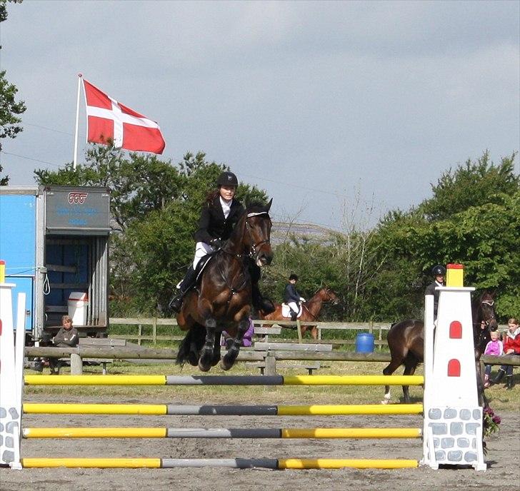 Dansk Varmblod CAPRIOLO (SOLGT TIL USA) billede 20