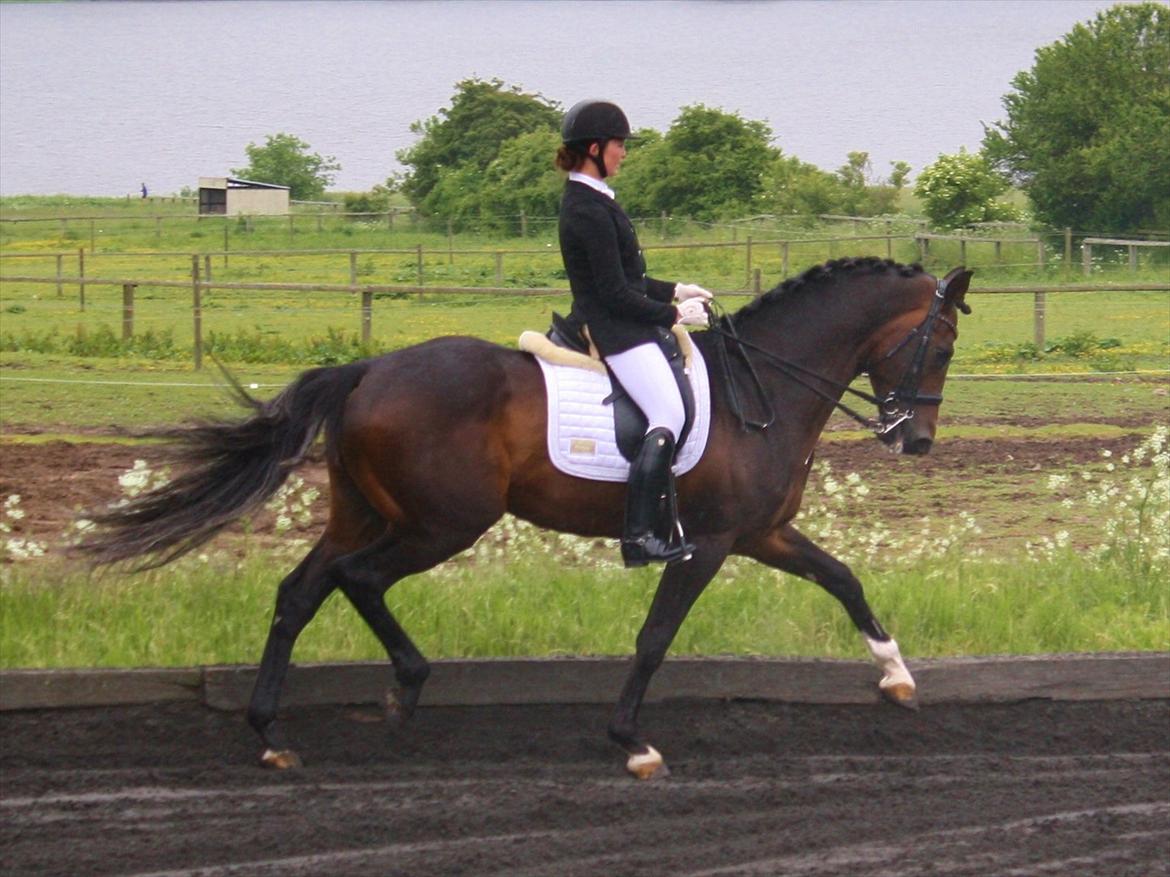 Dansk Varmblod KROGÅRDENS CONCORDE DVH 848 (KÅRET HINGST) billede 17