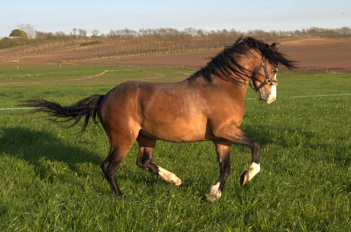 Welsh Pony (sec B) Bakkegårdens Lukas billede 1