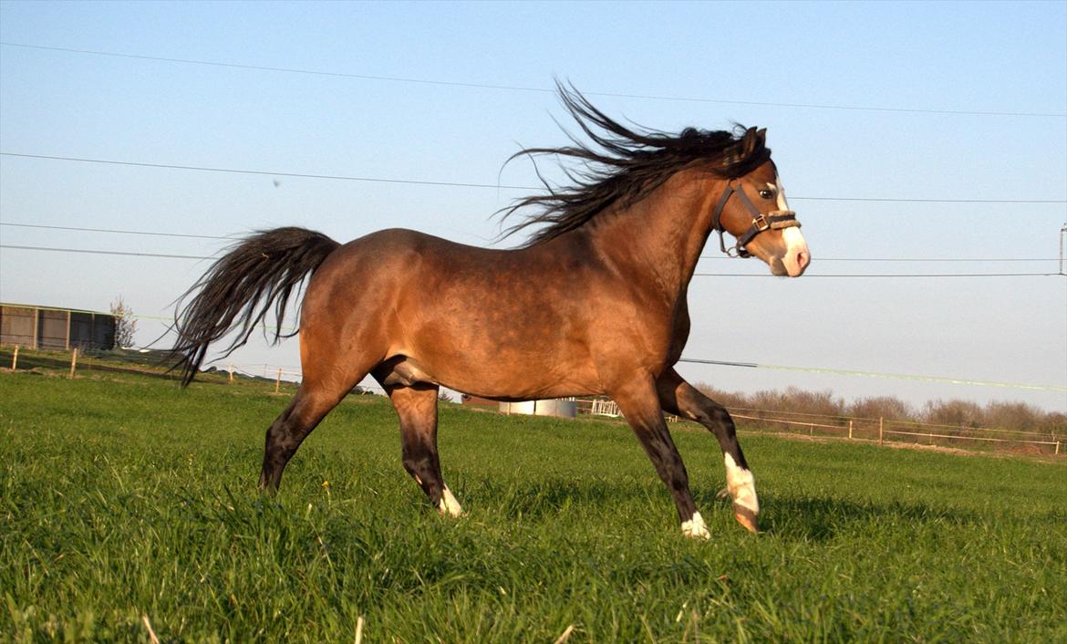 Welsh Pony (sec B) Bakkegårdens Lukas billede 10