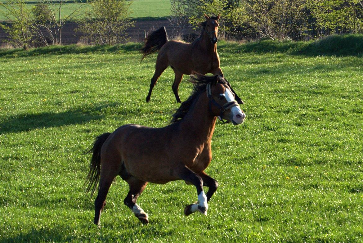 Welsh Pony (sec B) Bakkegårdens Lukas billede 12