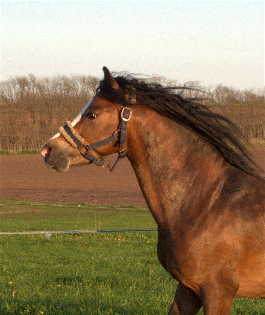 Welsh Pony (sec B) Bakkegårdens Lukas billede 6