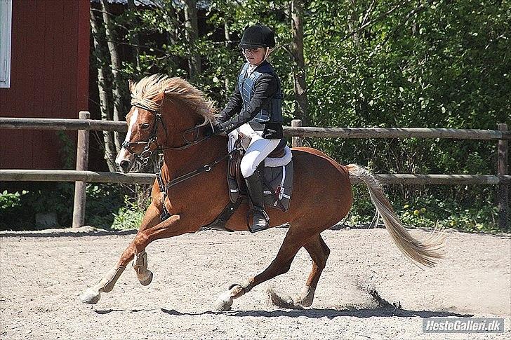 New Forest Pegasus af Bråskovgård<3 - -I nat sendte jeg en engel til at passe på dig mens du sov, men englen kom hurtigt tilbage. 
Den så ind i mine øjne og sagde, engle vogter ikke over andre engle<3

2011<3 billede 18