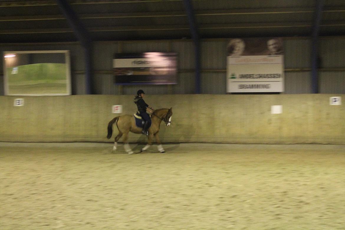 DSP Uldallens Flicha billede 8