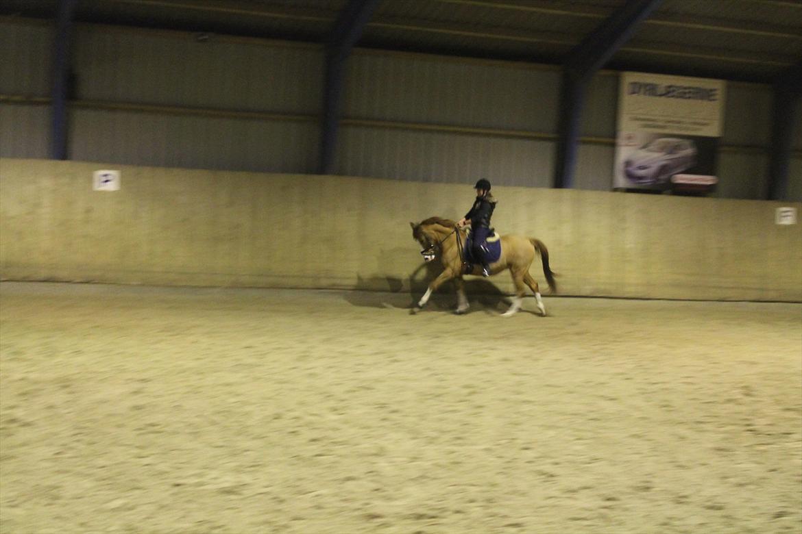 DSP Uldallens Flicha billede 9