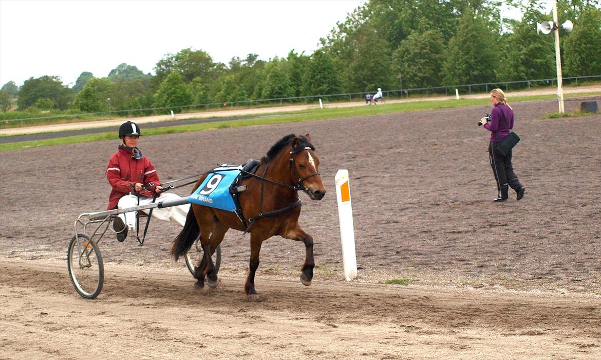 Gotlandsruss Pegasus Pan billede 9