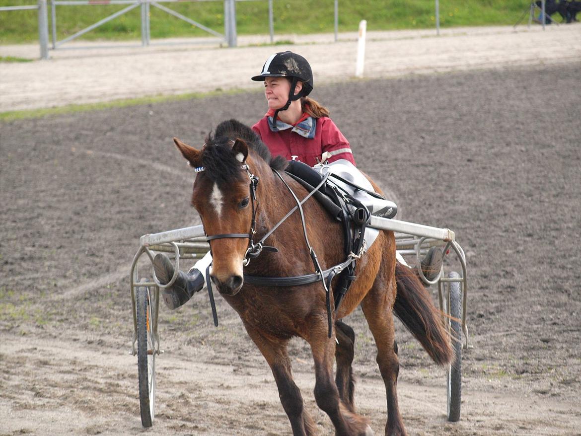 Gotlandsruss Pegasus Pan billede 10