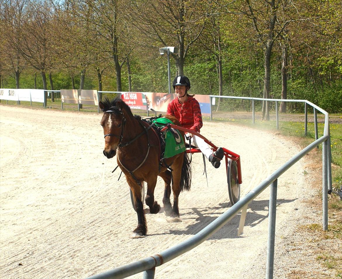 Gotlandsruss Pegasus Pan billede 11