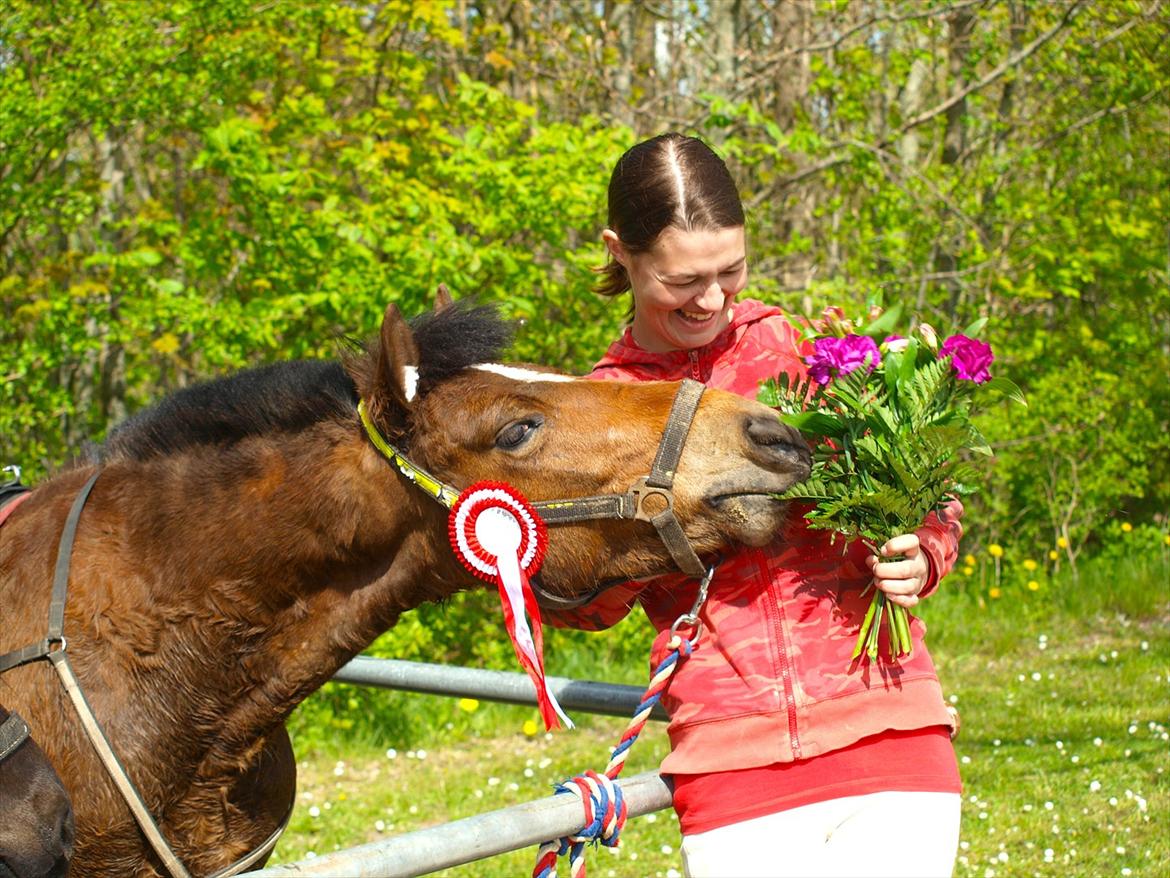 Gotlandsruss Pegasus Pan billede 12