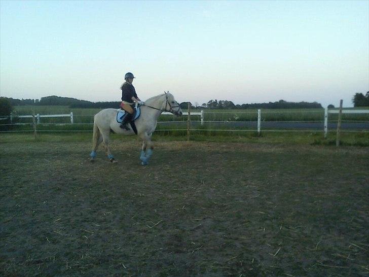 Anden særlig race luatello billede 10