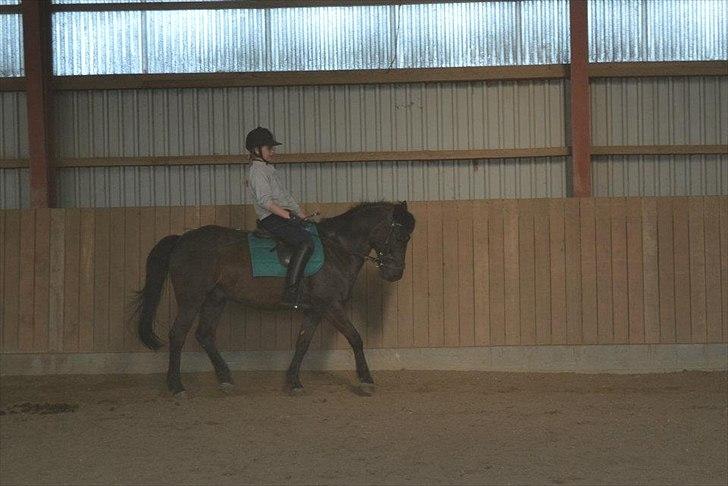 Anden særlig race Sorteper!!<3  - Dressur træning taget af min søster billede 17