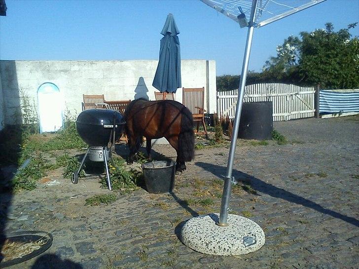 Shetlænder Smilled's Emma - hun spiser ukrudt billede 7