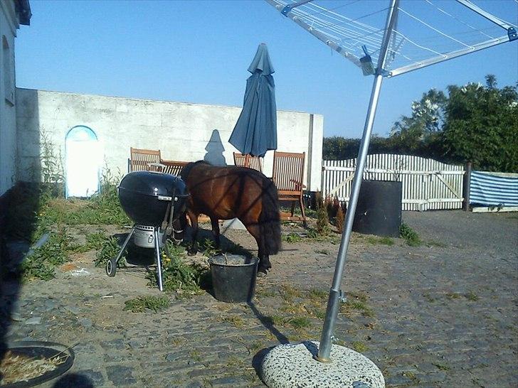 Shetlænder Smilled's Emma - hun hygge billede 8