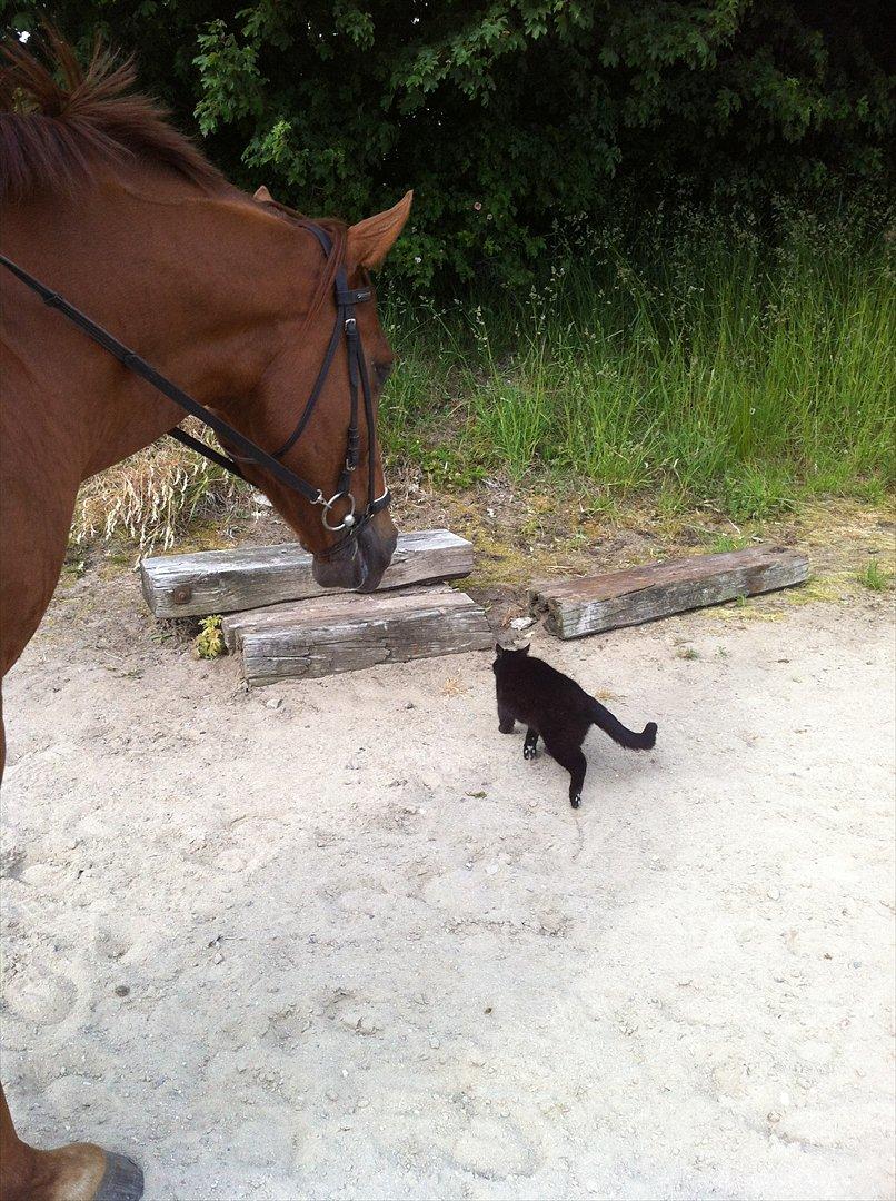 Anden særlig race Gano - På tur efter katten. :D  billede 18