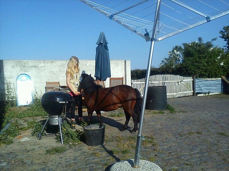 Shetlænder Smilled's Emma - vi hygger billede 9