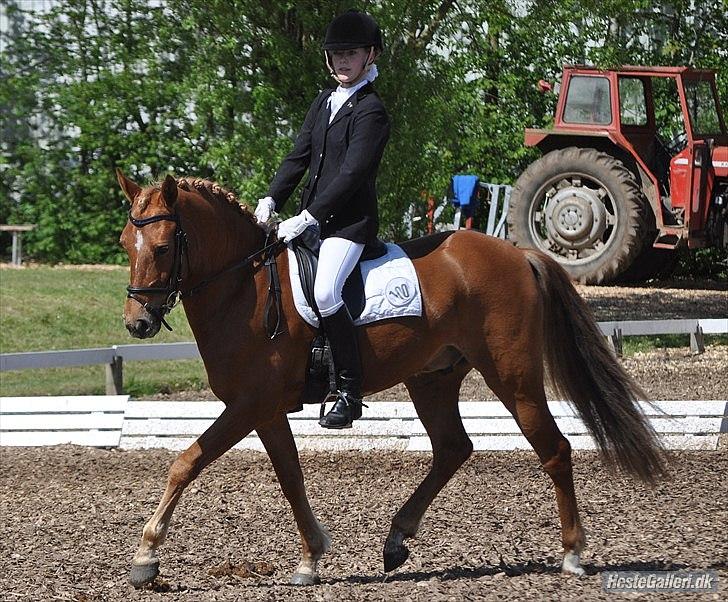 DSP Larsmindes Filanté - LB på Morsø <3 billede 12