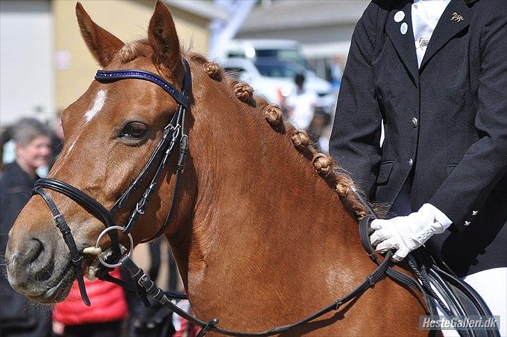 DSP Larsmindes Filanté - Smukke pony, venter på rosetten fra LB1 <33 billede 13