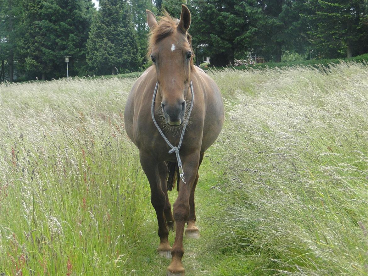 Anden særlig race Nitte - På tur i cordeo, hun følger mig :) billede 7