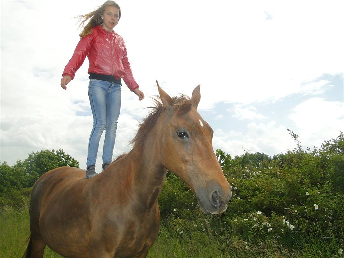 Anden særlig race Nitte - Uden udstyr, uden hjelm, uden hegn, men med masser af tillid. Jeg står på hende på toppen af en bakke uden udstyr <33 billede 16