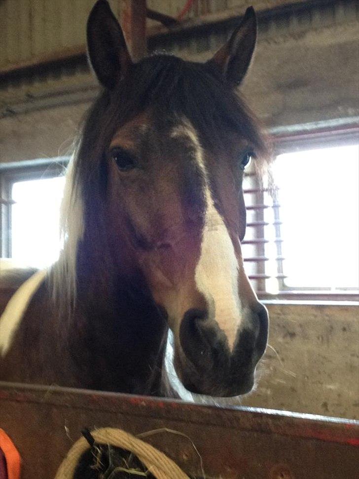 Pinto Søholt's Teepee"Goodbye my savior" - Min smukke Teepee tøz!<3<3 billede 1