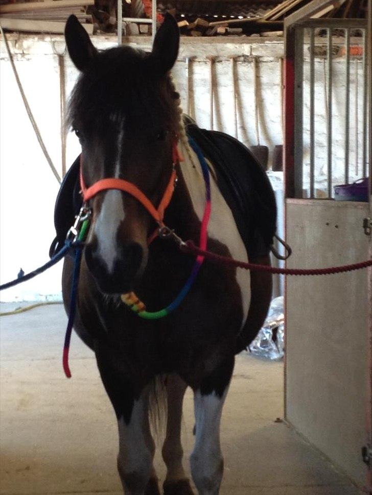 Pinto Søholt's Teepee"Goodbye my savior" - Smukke :-* billede 19