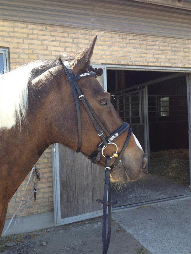 Pinto Søholt's Teepee"Goodbye my savior" - Du er mit måneskin!<3 billede 7