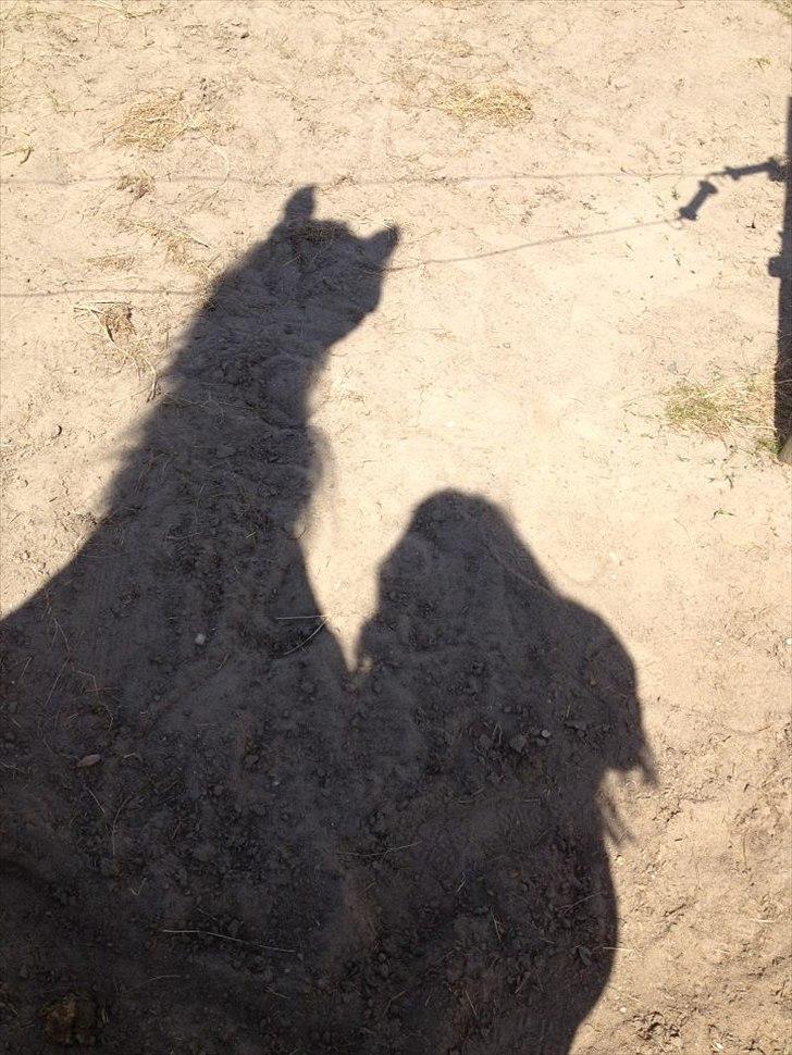 Pinto Søholt's Teepee"Goodbye my savior" - Aldrig vil jeg kunne finde en vej der var nem at gå på uden dig!<3 billede 14