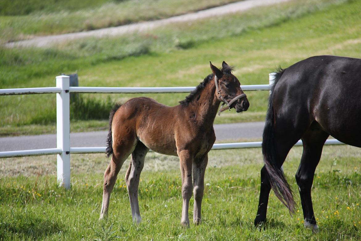 Dansk Varmblod Godskesens Dream Boy - Velkommen til Dreamer's profil :) Her er Dreamer 2 måneder :) billede 1
