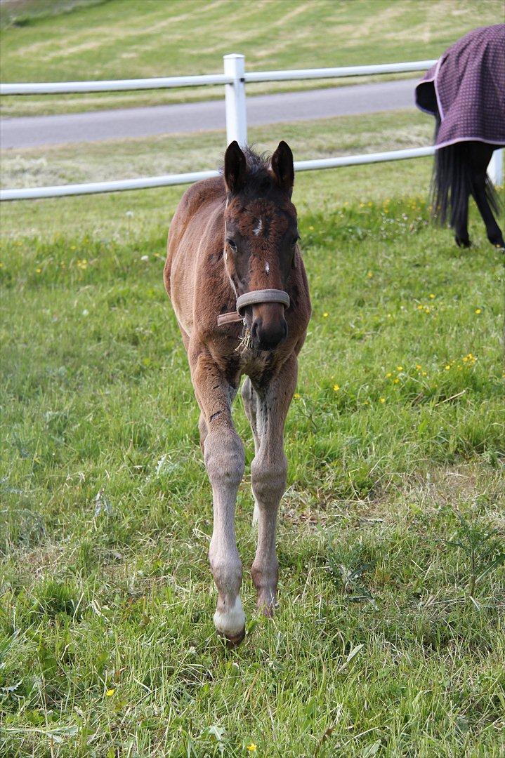 Dansk Varmblod Godskesens Dream Boy billede 16