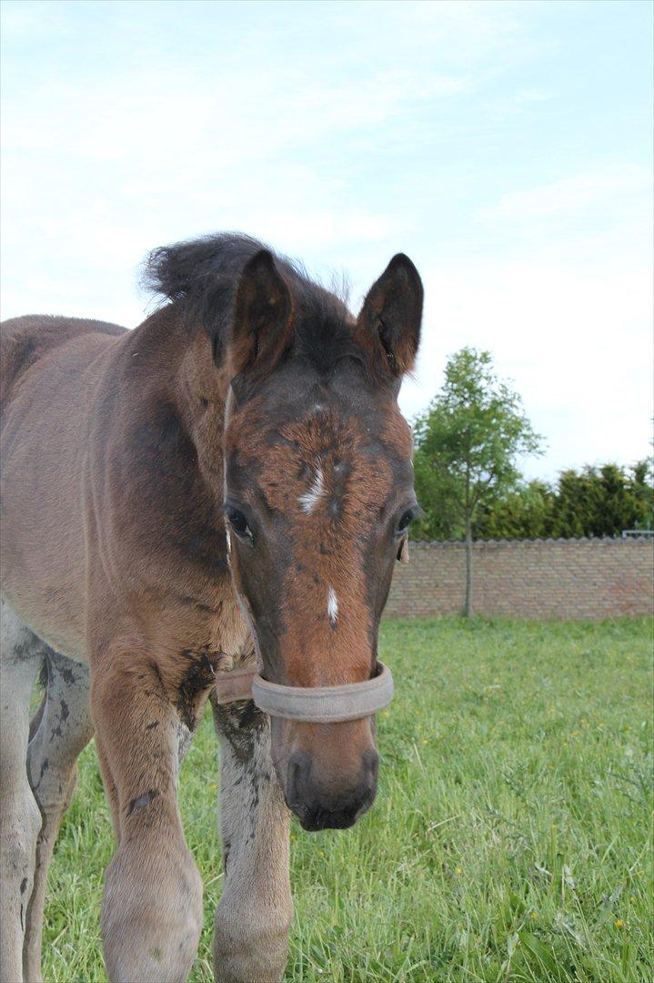 Dansk Varmblod Godskesens Dream Boy billede 17