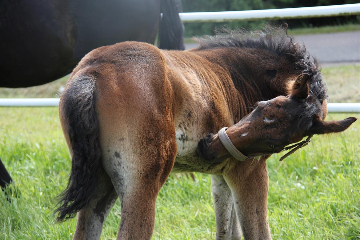Dansk Varmblod Godskesens Dream Boy billede 18