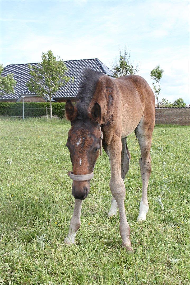 Dansk Varmblod Godskesens Dream Boy billede 19
