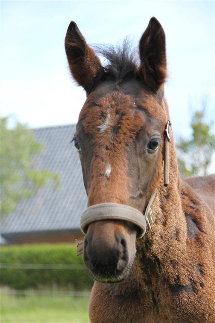 Dansk Varmblod Godskesens Dream Boy billede 20