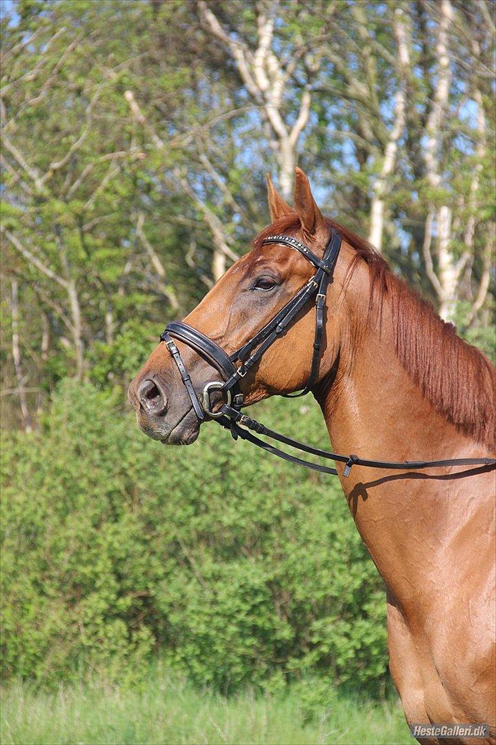 Dansk Varmblod Fjællebroens Excalibur billede 3