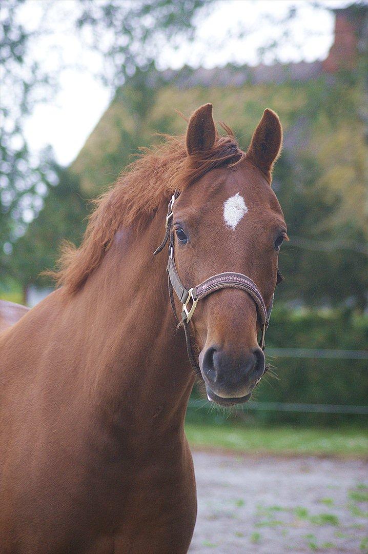 Dansk Varmblod Rinkenæs' Chico - Min smukke hest! <3 billede 13