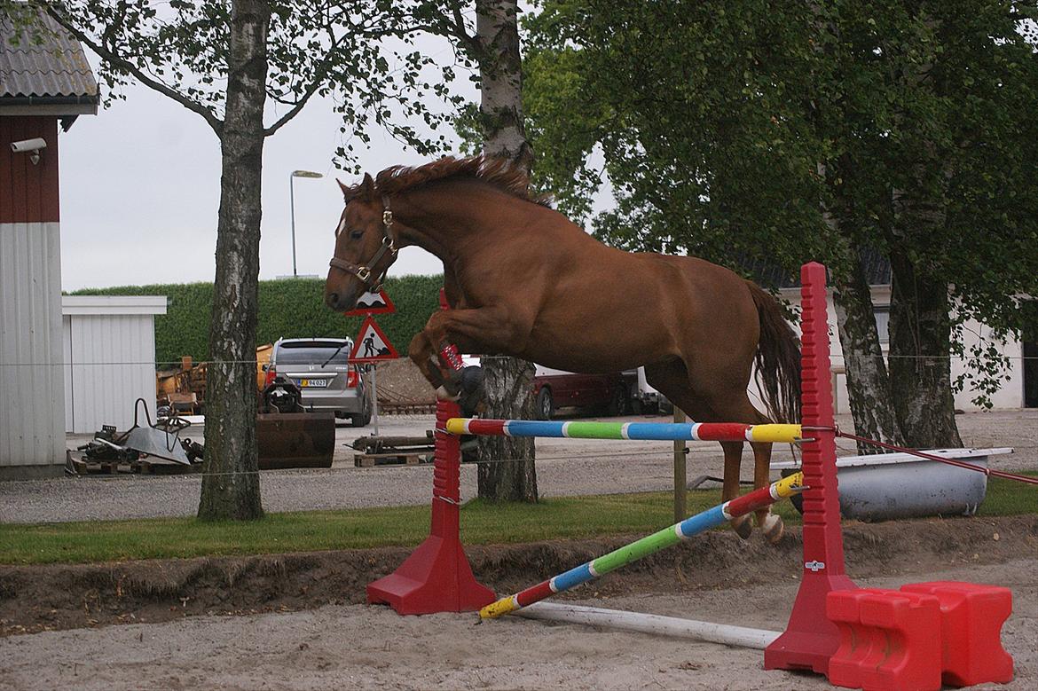 Dansk Varmblod Rinkenæs' Chico - Over 1 meter! <3 billede 16