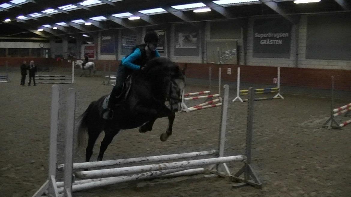 Dansk Varmblod Rinkenæs Challenge - SOLGT - 1. gang han springer med rytter billede 12