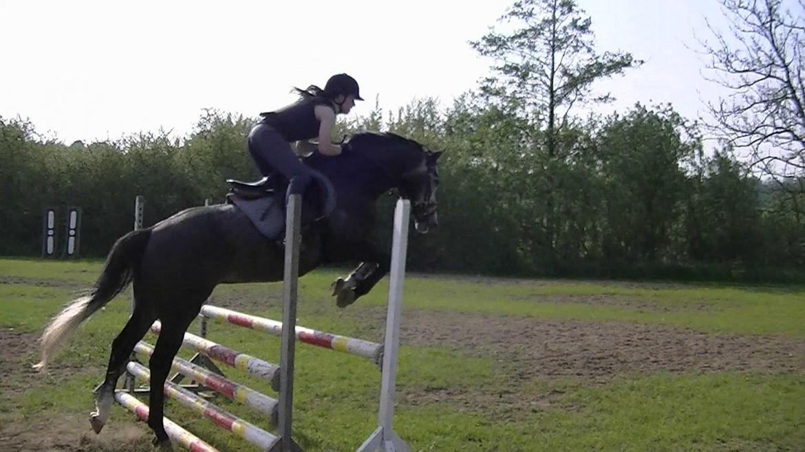 Dansk Varmblod Rinkenæs Challenge - SOLGT - Springtræning Maj 2012 billede 9