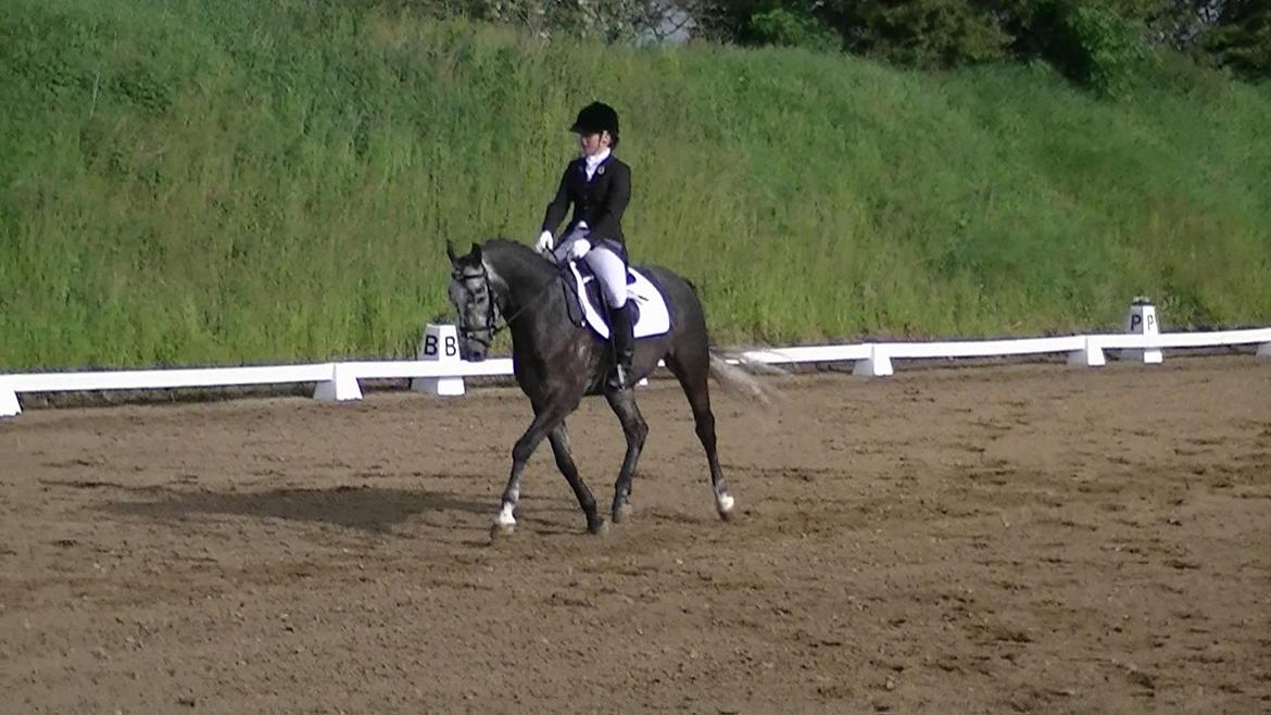 Dansk Varmblod Rinkenæs Challenge - SOLGT - LC2 til 69,56 % billede 1