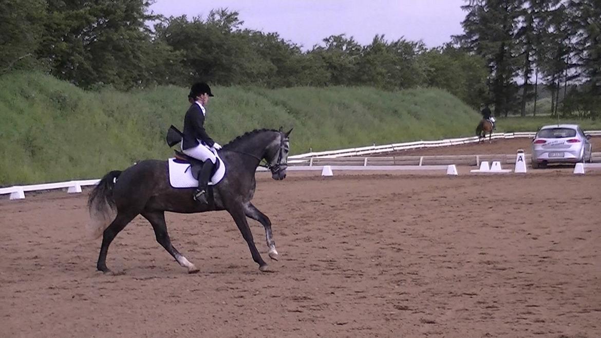 Dansk Varmblod Rinkenæs Challenge - SOLGT - LC2 til 69,56 % billede 7