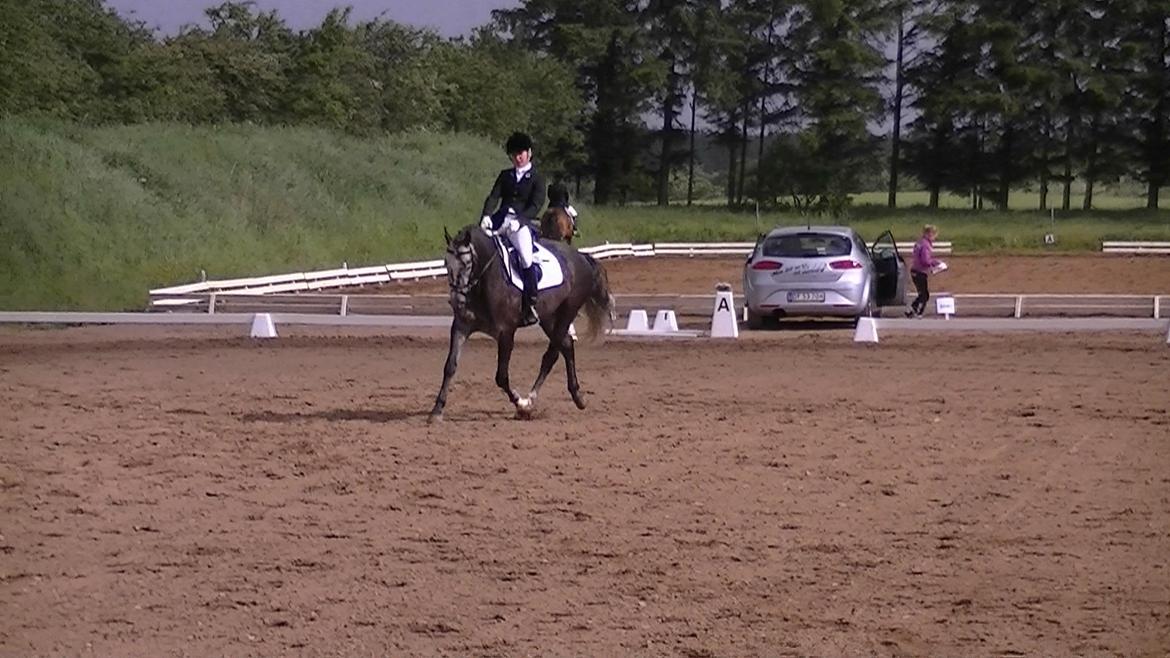 Dansk Varmblod Rinkenæs Challenge - SOLGT - LC2 til 69,56 % billede 14