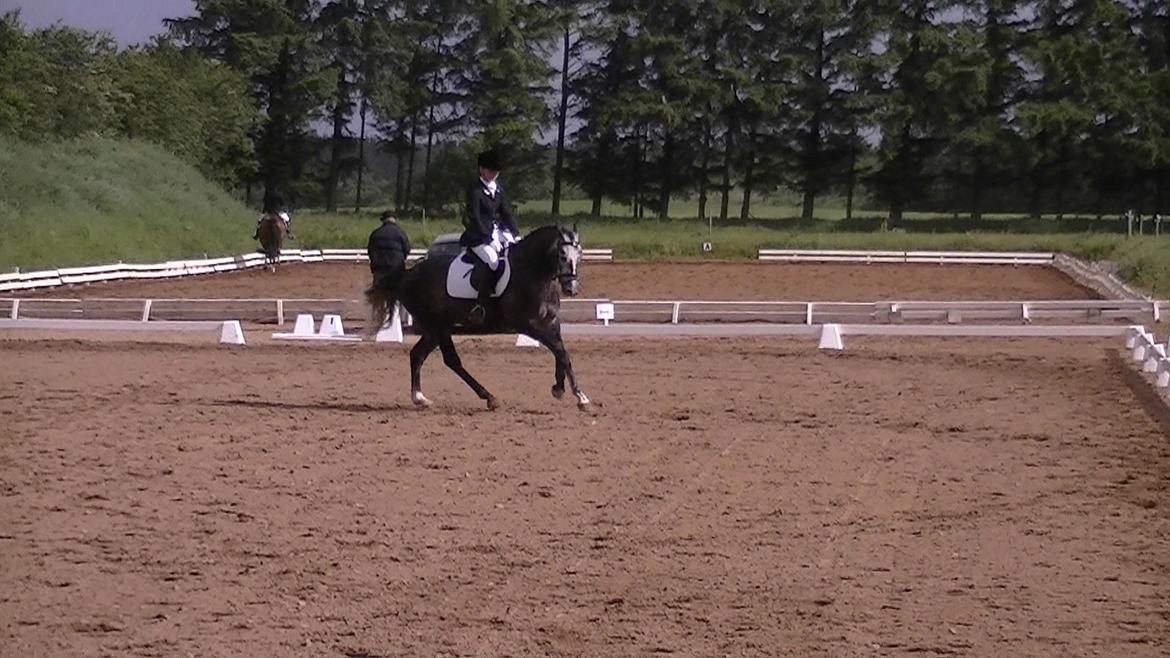 Dansk Varmblod Rinkenæs Challenge - SOLGT - LC2 til 69,56 % billede 10