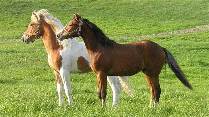 DSP Fredbo´s Rondo Royal<3 - Rondo og hans nye legekammarat.
Juni 2012 billede 22