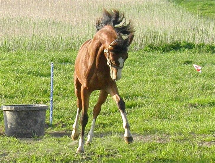 DSP Fredbo´s Rondo Royal<3 - Lidt dårlig billedkvalitet, men det er bare så sødt :-) billede 23