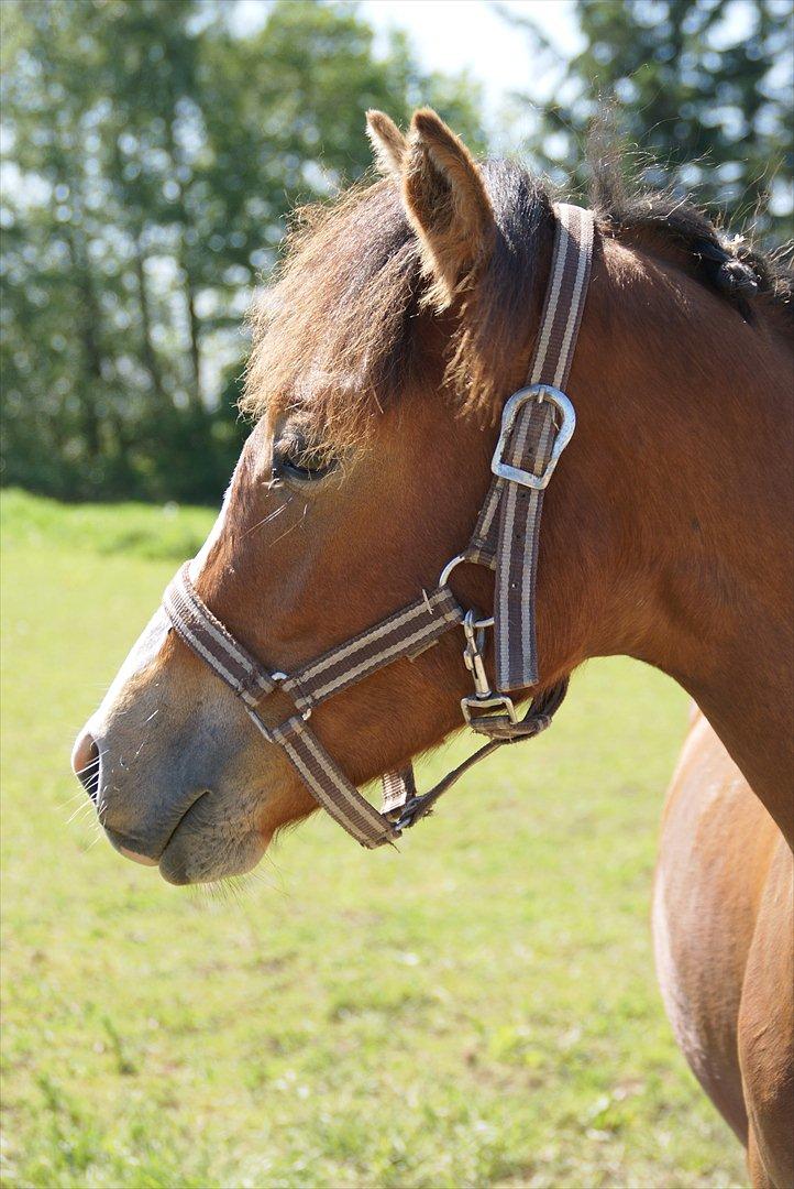 DSP Fredbo´s Rondo Royal<3 billede 26