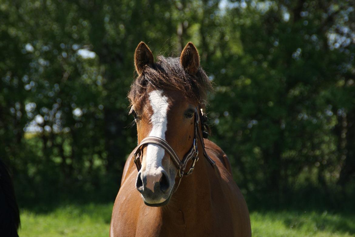 DSP Fredbo´s Rondo Royal<3 billede 20