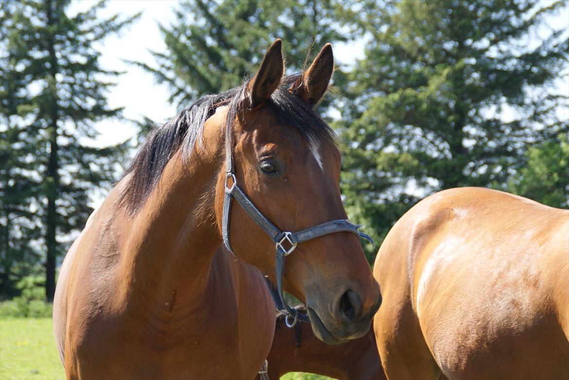 Dansk Varmblod Fredbo's Accord billede 8