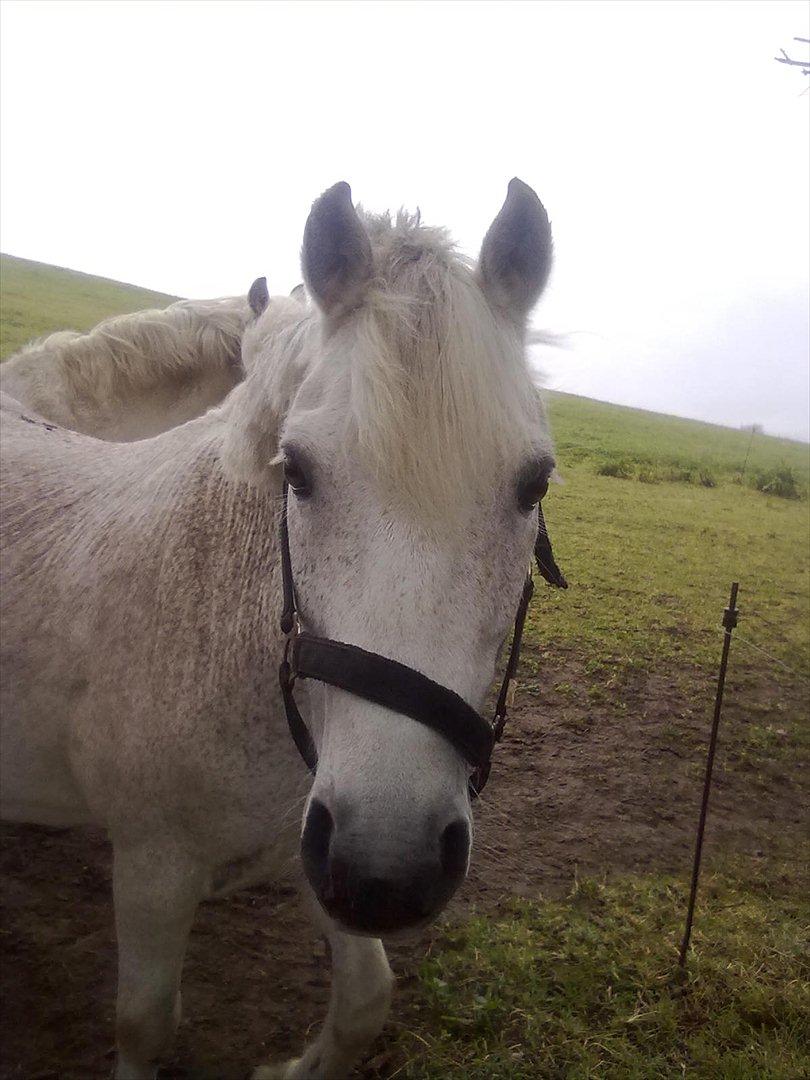 Anden særlig race Lukas<33 billede 12