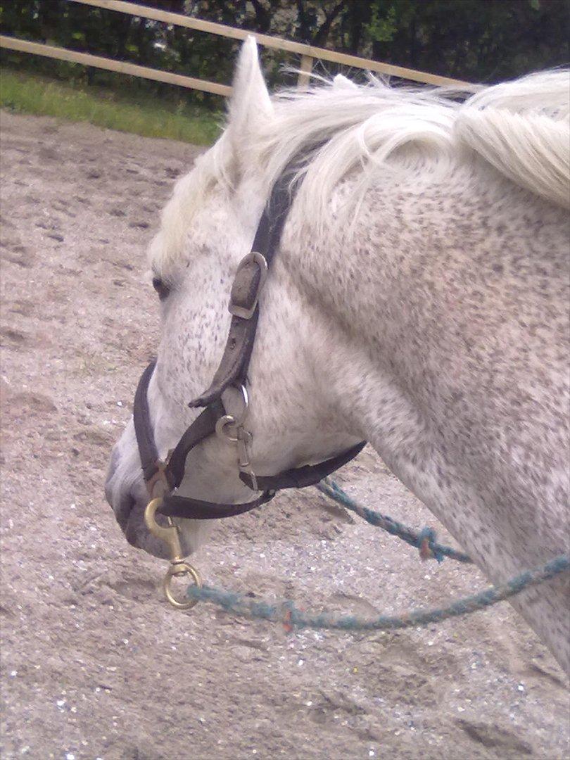 Anden særlig race Lukas<33 billede 13